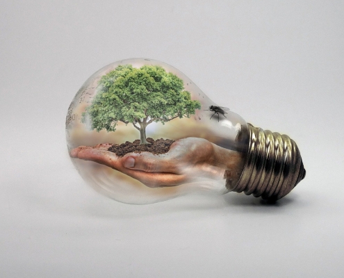 bulb-2368396_1280 tree growing from a hand inside a light bulb; Changing Energy Market