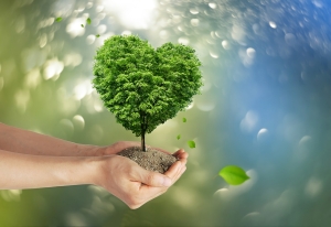 climate-protection-7143295_1280 Tree growing out of cupped hands; How to purchase carbon credits - Part 1
