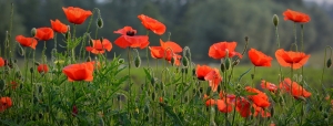 flower-1449981_1280 images of poppies in a field, World War I