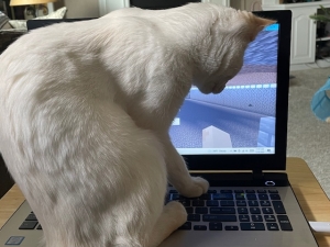 IMG_1544 white cat sitting on open laptop keyboard; curiosity - creativity