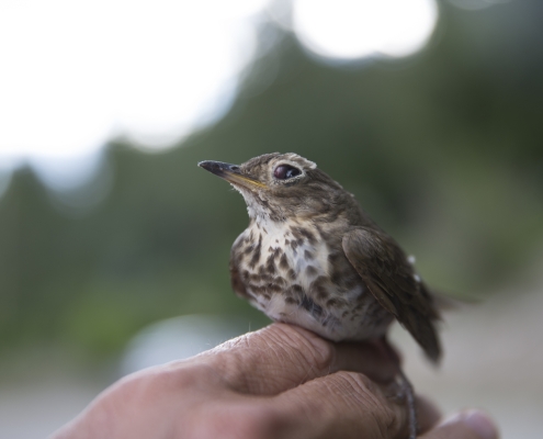 A bird perched on a man's finger at Shuswap lake in the interior of British Columbia closeup of a little brown bird perching on a human hand; hope at Easter