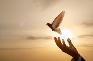 Hand of a businessman releases a dove against the background of a sunny sunset. bird flying from a hand in front of a sunrise; Hope at Easter