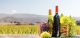 view of a vineyard with hills in the distance. In the foreground are bunches of green, red and purple grapes next to two bottles of wine; Westlark Advisors' Client Appreciation Event 2025