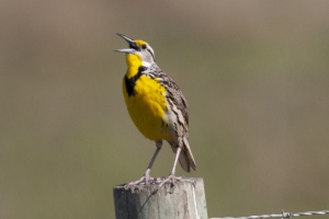 Meadowlark western meadowlark perched on fencepost with its beak open; Westlark Advisors LPGas